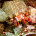 Buceo - profundidades de Elba